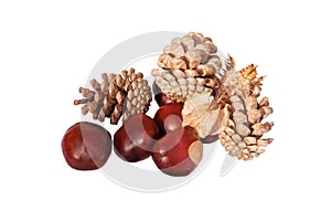 Conkers & cones