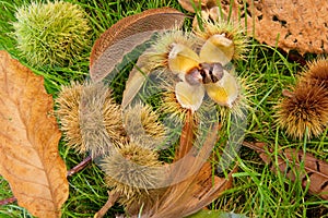 Conkers in the fall