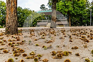 Conkers on the floor - Vigo