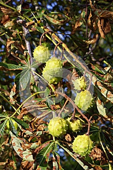 Conkers on Horse Chestnut Tree