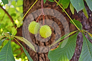 Conkers on horse-chestnut tree - Aesculus hippocastanum