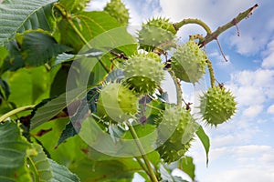 Conkers on a horse chestnut tree against of sky