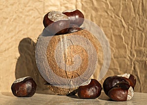 Conkers from a horse-chestnut in a vase from coconut shell