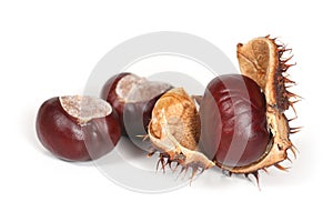 Conkers or horse chestnuts