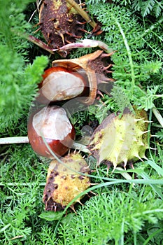 Conkers laying on the ground with empty shells