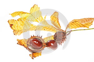 Conkers on leaf