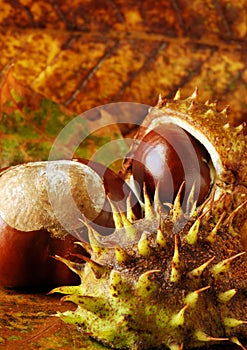 Conkers and leaves