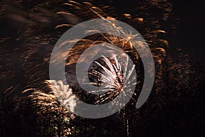 Conkers in The National Forest Fireworks