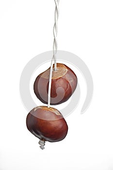 Conkers on string