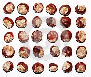 Conkers on white background