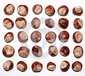 Conkers on white background
