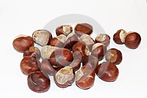 Conkers on white background