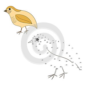 Connect the dots game quail vector illustration