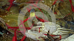 The connected crabs in a bucket with water. Fresh fish on a market counter in Vietnam.