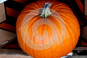 Connecticut Field Pumpkin, Cucurbita pepo