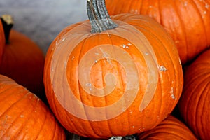 Connecticut Field Pumpkin, Cucurbita pepo