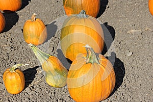 Connecticut Field Pumpkin on display, Cucurbita pepo