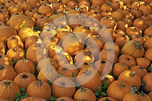 Connecticut field pumpkins in a meadow