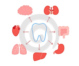 Connection of healthy teeth and internal organs. Relation of human tooth and brain, kidneys, intestine, stomach, liver