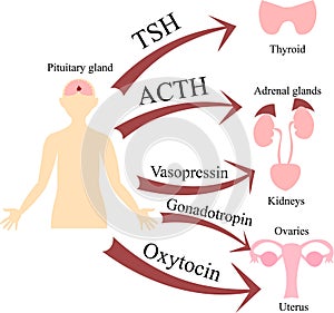 The connection of the pituitary gland and other glands. Endocrinology poster, scheme. Hormones and nerves. The thyroid gland,