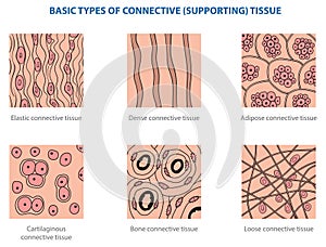 Connective tissue