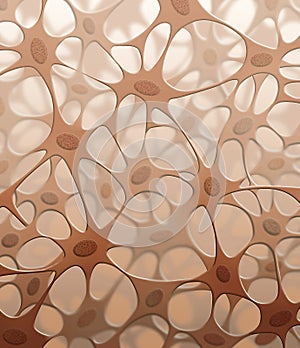 Connective Tissue photo