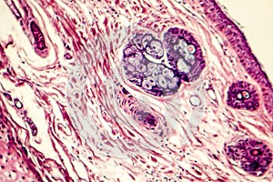Connective tissue, light micrograph
