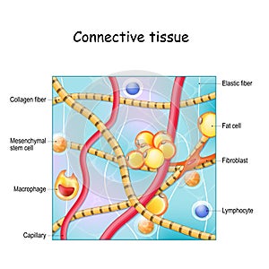 Connective tissue. Structure and anatomy photo