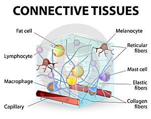 Connective tissue