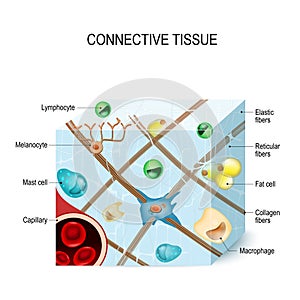 Connective tissue photo