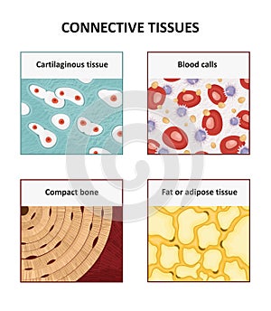 Connective tissues.