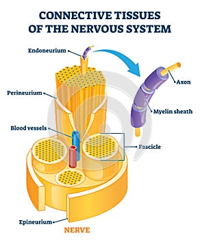 Connective tissues of the nervous system educational vector illustration. photo