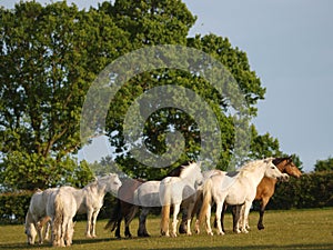 Connemara Herd photo