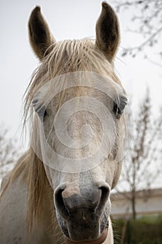 Connemara pony is a pony breed originating in Ireland. They are known for their athleticism, versatility and good disposition. photo