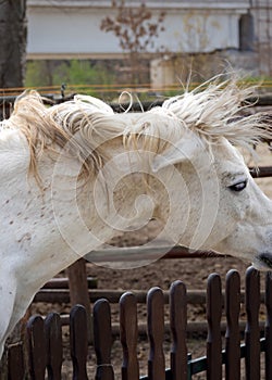 Connemara pony is a pony breed originating in Ireland. They are known for their athleticism, versatility and good disposition. photo