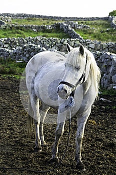 Connemara Pony in Ireland
