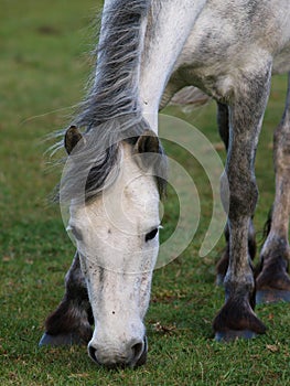 Connemara Pony Grazing photo