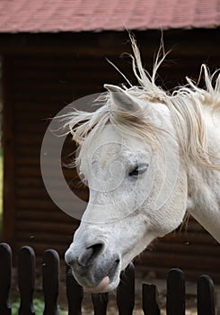 Connemara pony is a pony breed originating in Ireland. They are known for their athleticism, versatility and good disposition.