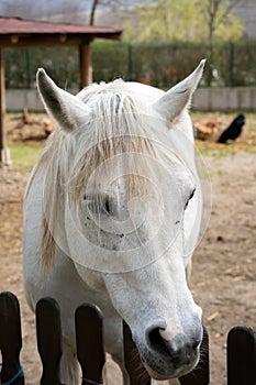 Connemara pony is a pony breed originating in Ireland. They are known for their athleticism, versatility and good disposition.