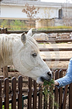 Connemara pony is a pony breed originating in Ireland. They are known for their athleticism, versatility and good disposition.