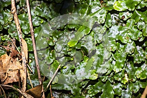 Conocephalum conicum