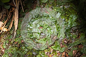 Conocephalum conicum