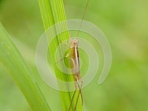 Conocephalus melaenus, this grasshopper is a species of Tettigoniidae