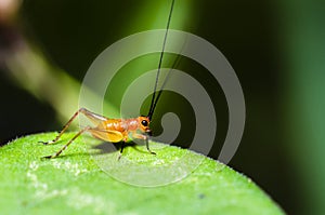 Conocephalus Melas tiny red young Cricket