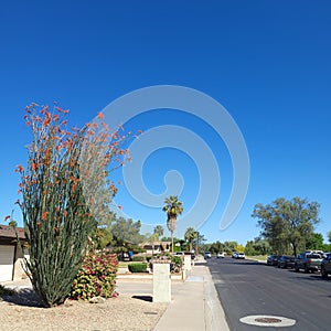 Conocido Park in North-West Phoenix, AZ photo