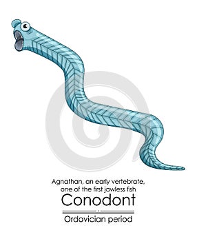 Conodont an Ordovician period jawless vertebrate