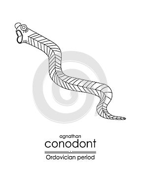 Conodont photo