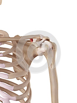 The conoid ligament