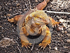 Conolophus subcristatus in relaxing mode, Galapagos island Ecuador