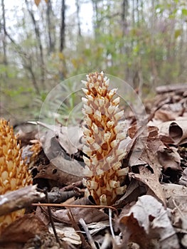 Conopholis americana, the American cancer-root, bumeh or bear corn growing in a wooded area